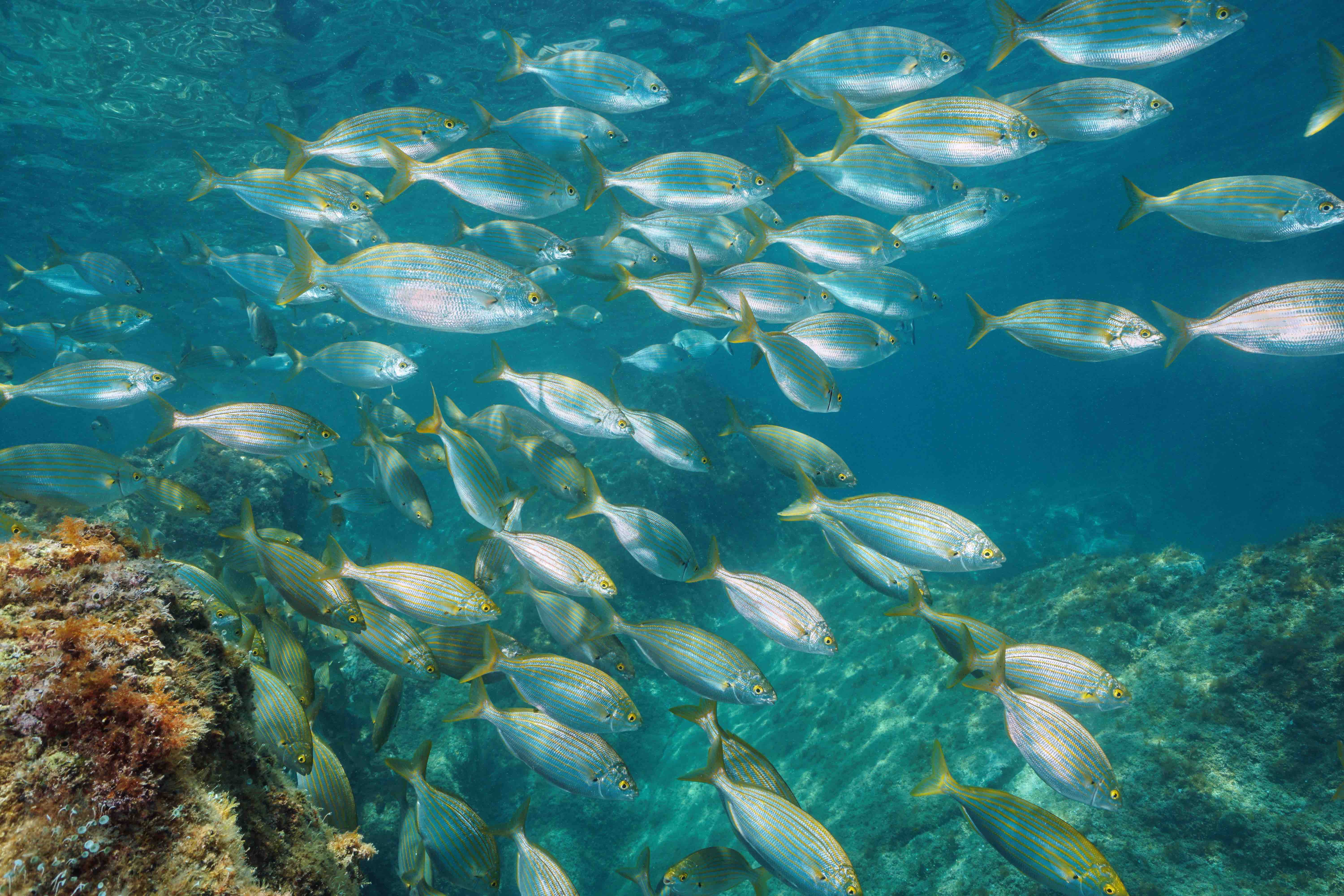 Banco de peces en los fondos marinos de Formentera.
