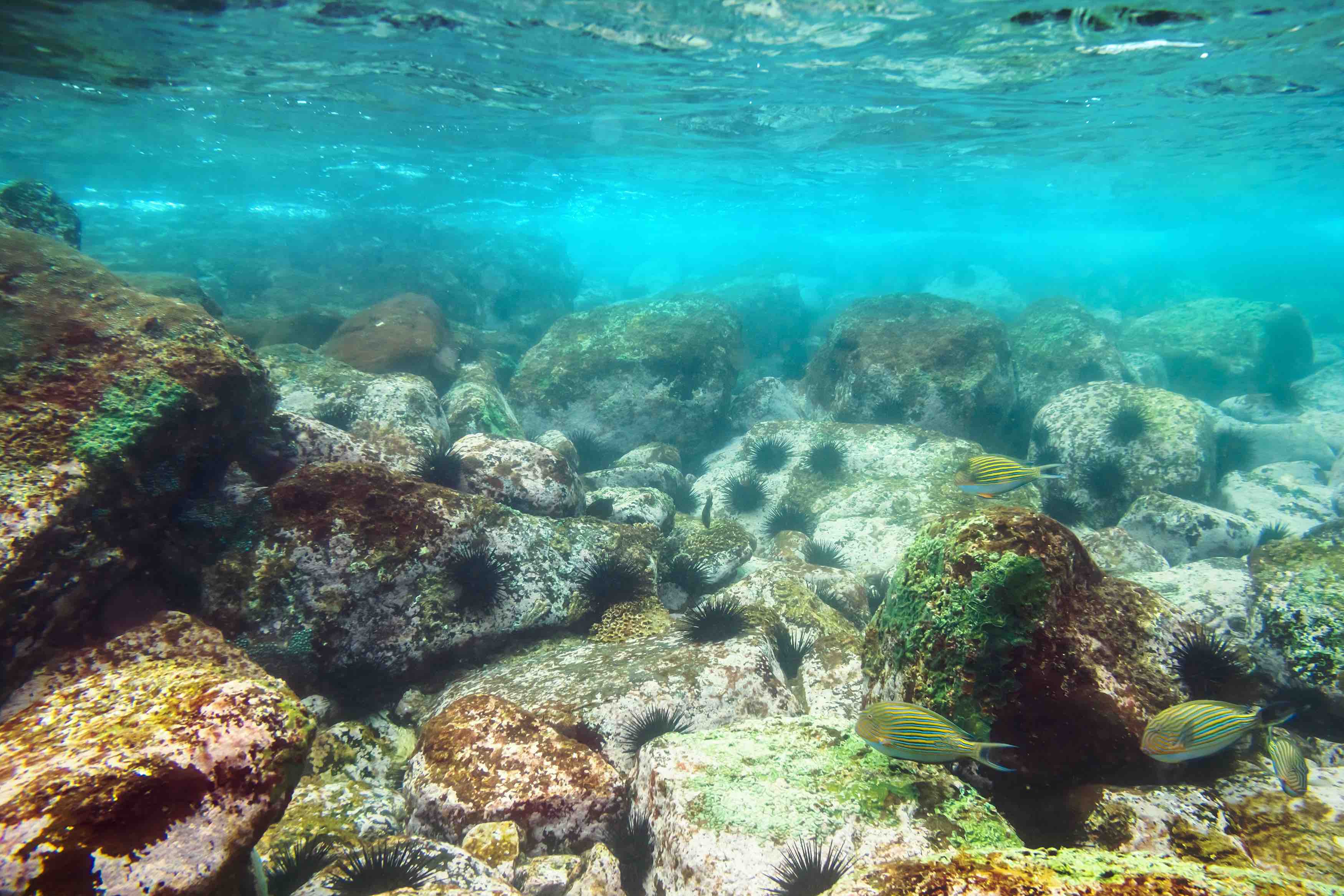 Fondo marino poco profundo en Formentera