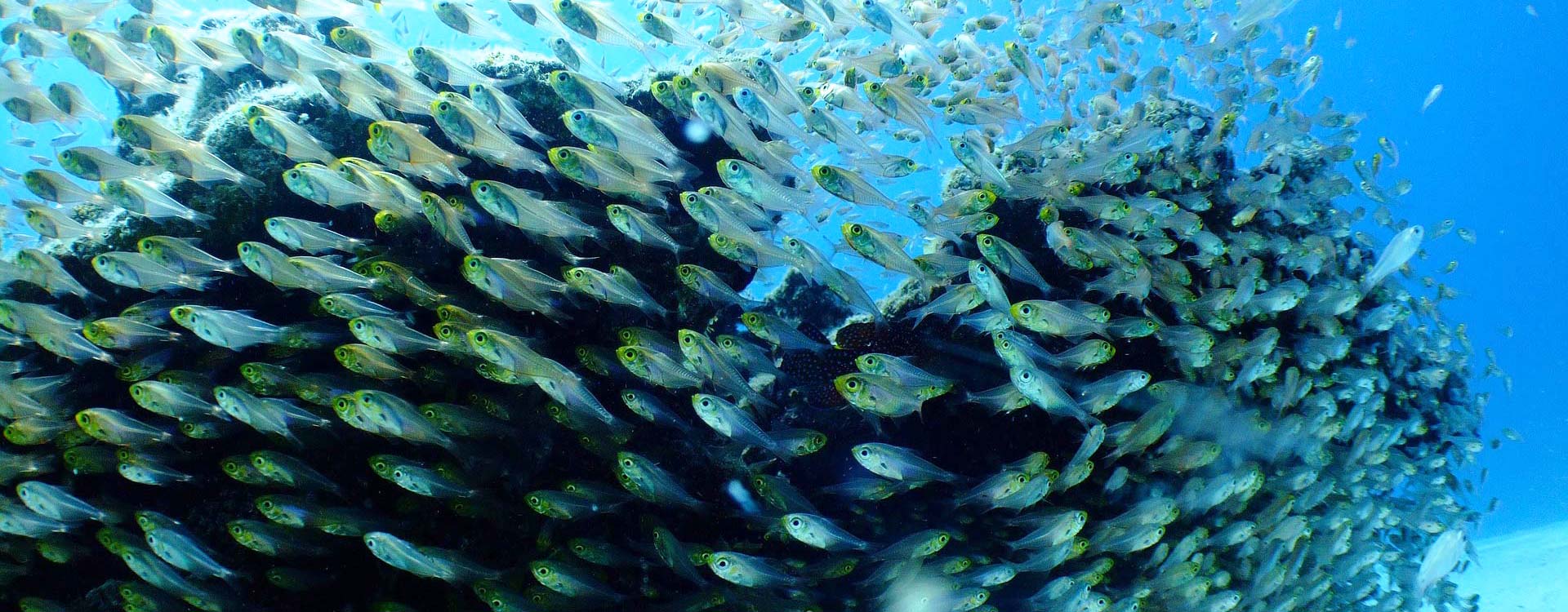 Fauna marina en la Isla Conejera (Ibiza) 
