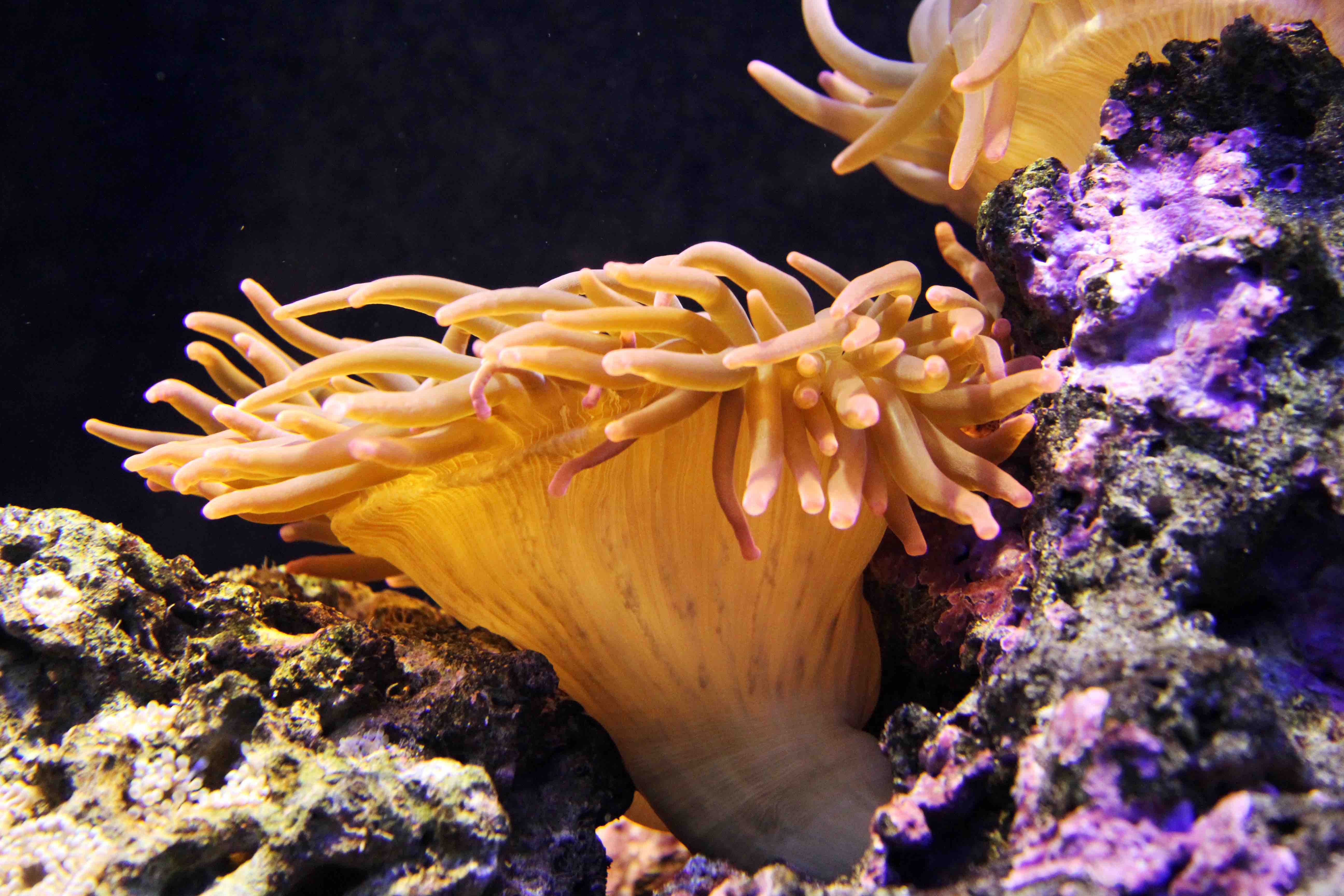 Fondos marinos de Formentera con colores llamativos